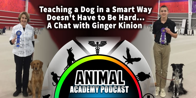 The Animal Academy Podcast: Teaching a Dog in a Smart Way Doesn't Have to Be Hard...