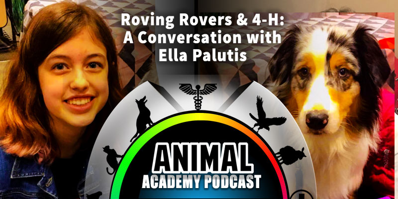 The Animal Academy Podcast: Roving Rovers & 4-H: A Conversation with Ella Palutis